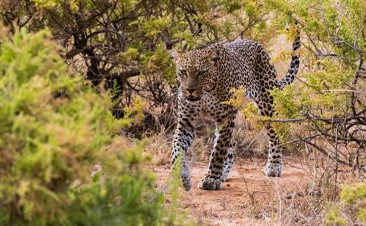 2 Days (Coast) - Tsavo East National Park