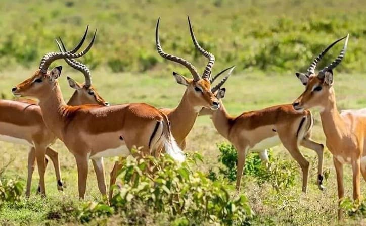 4 Days (Fly-in)-Masai Mara National Reserve