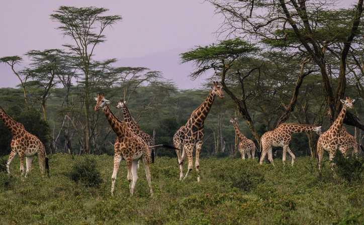 4 Days Ol Pejeta and Lake Naivasha