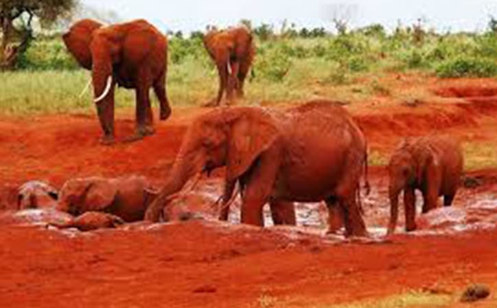 6 days - Masai Mara, Central Serengeti & Ngorongoro Crater