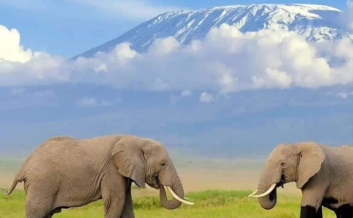 7 Days - Masai Mara, Lake Naivasha and Amboseli